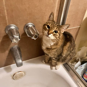 Meet your Posher, Feli